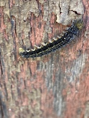 Vanessa itea