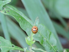 Henosepilachna vigintioctopunctata