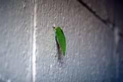 Microcentrum retinerve