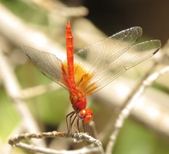 Dythemis maya