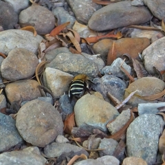 Amegilla cingulata