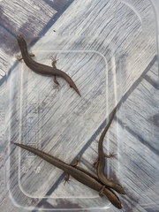 Oligosoma aeneum