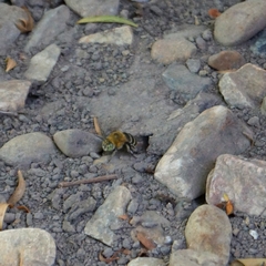 Amegilla cingulata