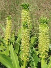 Eucomis