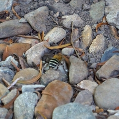 Amegilla cingulata