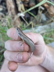 Oligosoma aeneum