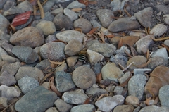 Amegilla cingulata