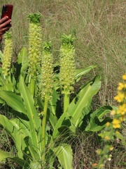 Eucomis