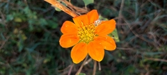 Tithonia rotundifolia
