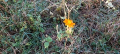 Tithonia rotundifolia