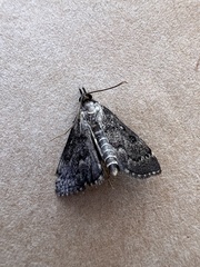 Proternia philocapna
