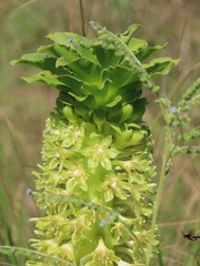 Eucomis