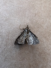 Proternia philocapna