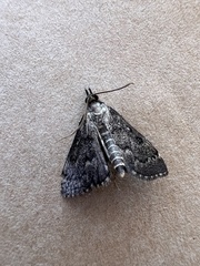 Proternia philocapna