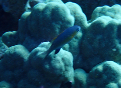 Pycnochromis vanderbilti