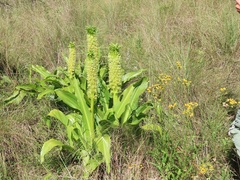 Eucomis