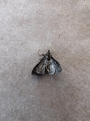 Proternia philocapna