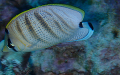 Chaetodon multicinctus