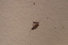 Nysius