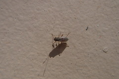 Nysius