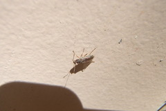 Nysius