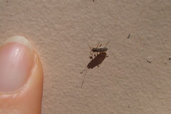 Nysius
