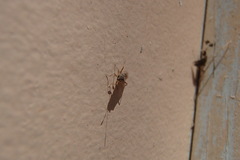 Nysius