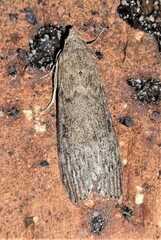 Heteromicta pachytera