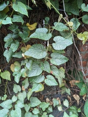 Vitis kelungensis