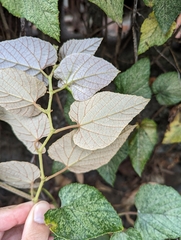 Vitis kelungensis