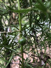 Asparagus aethiopicus