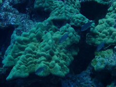 Pycnochromis vanderbilti