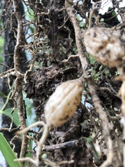Asparagus aethiopicus