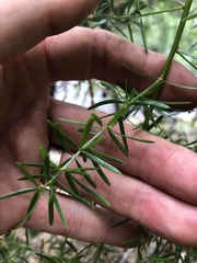 Asparagus aethiopicus