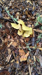 Tapinella panuoides