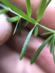 Asparagus aethiopicus