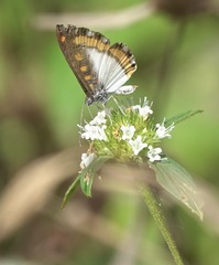 Nymphidium carmentis