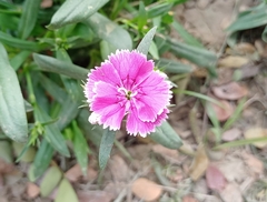 Dianthus chinensis