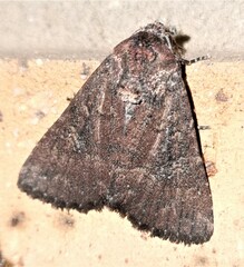Condica illecta