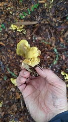 Tapinella panuoides
