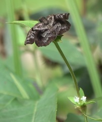 Helias phalaenoides