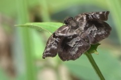 Helias phalaenoides