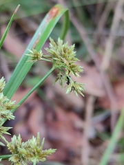 Cyperus fulvus