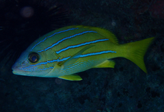 Lutjanus kasmira