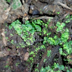 Lunularia