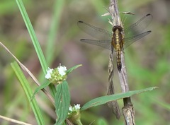 Erythrodiplax avittata