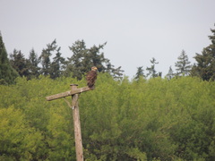 Haliaeetus leucocephalus