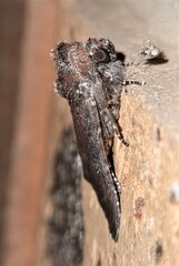 Condica illecta