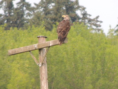 Haliaeetus leucocephalus