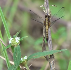 Erythrodiplax avittata